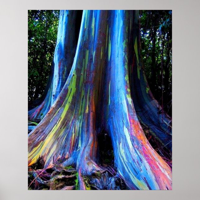 RAINBOW HAWAII EUCALYPTUS TRÄD POSTER (Framsidan)