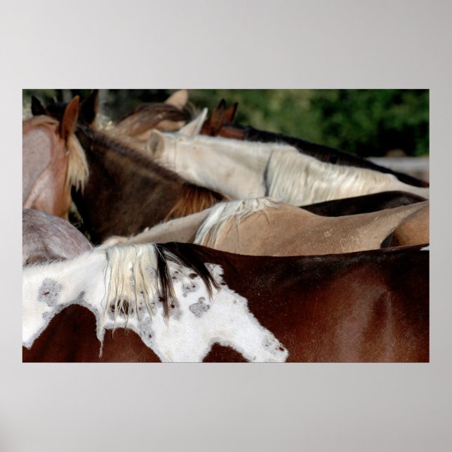 Rainbow Horses Poster (Framsidan)