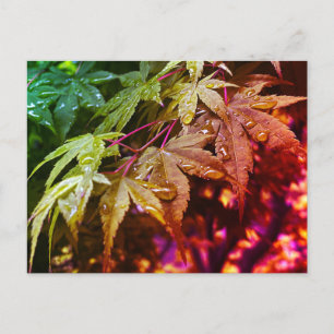 Rainbow Japanska apel Löv Vykort