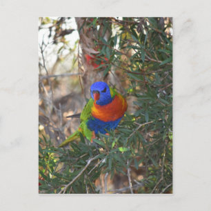 RAINBOW LORIKEEI I TRÄD LANDSAUSTRALIA VYKORT