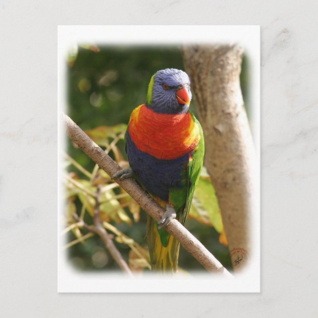 Rainbow Lorikeet 9Y209D-061 Vykort (Framsida)