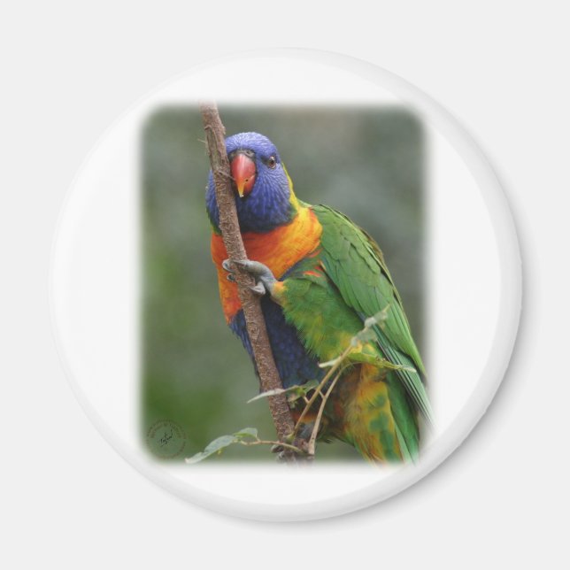 Rainbow Lorikeet 9Y209D-177 Magnet (Framsidan)