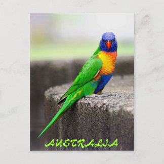 Rainbow Lorikeet, AUSTRALIA Vykort