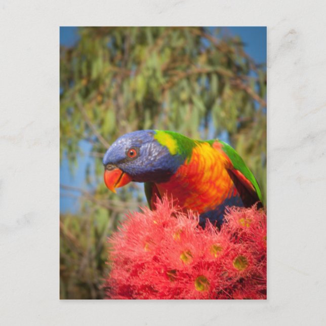 Rainbow Lorikeet, Australien Vykort (Framsida)