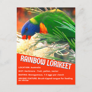 Rainbow Lorikeet Bird Educational Facts Photo Vykort