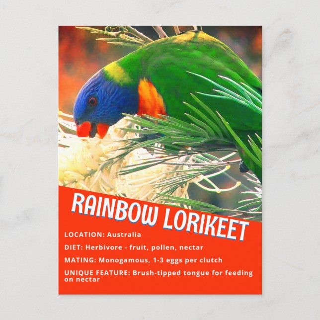 Rainbow Lorikeet Bird Educational Facts Photo Vykort (Framsida)