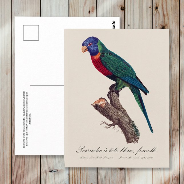 Rainbow lorikeet female, Trichoglossus moluccanus Vykort (Perruche a tete bleue, femelle / Rainbow lorikeet, female. Postcard)