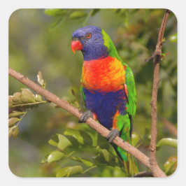 Rainbow lorikeet fyrkantigt klistermärke