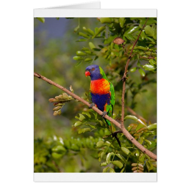 Rainbow lorikeet hälsningskort (Framsidan)