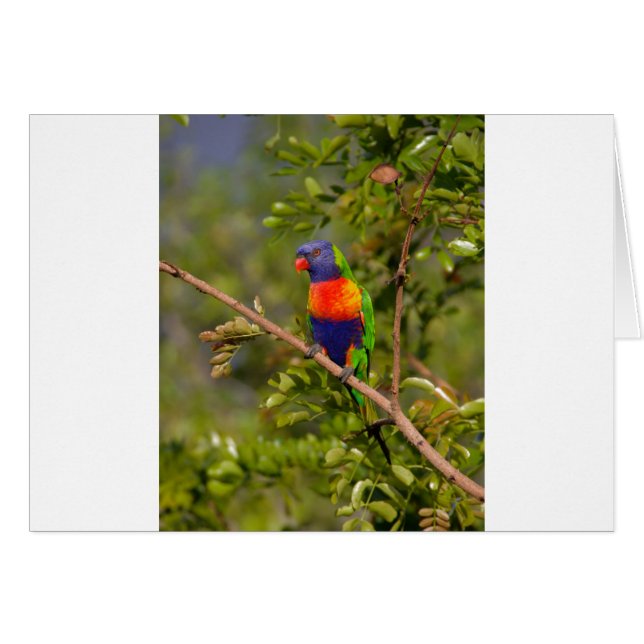 Rainbow lorikeet hälsningskort (Framsidan Horizontal)