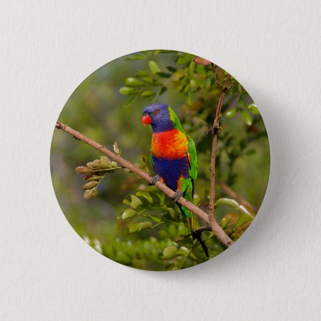 Rainbow lorikeet knapp (Framsida)