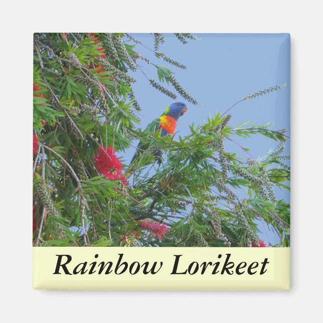 Rainbow Lorikeet Magnet (Framsidan)