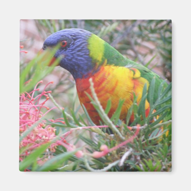Rainbow Lorikeet Magnet (Framsidan)