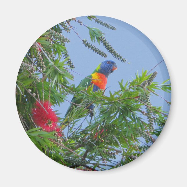 Rainbow Lorikeet Magnet (Framsidan)