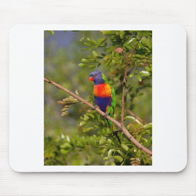 Rainbow lorikeet musmatta (Framsidan)