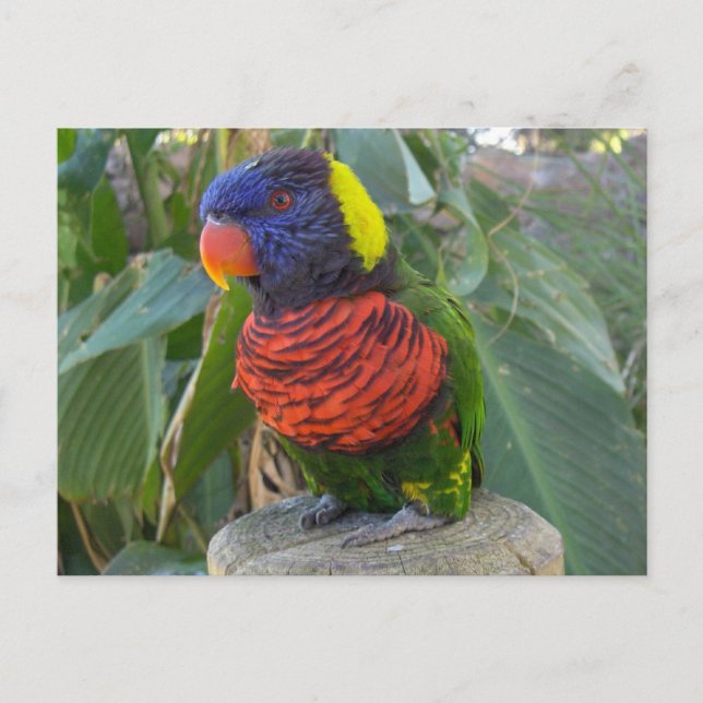 Rainbow Lorikeet på postvykort Vykort (Framsida)