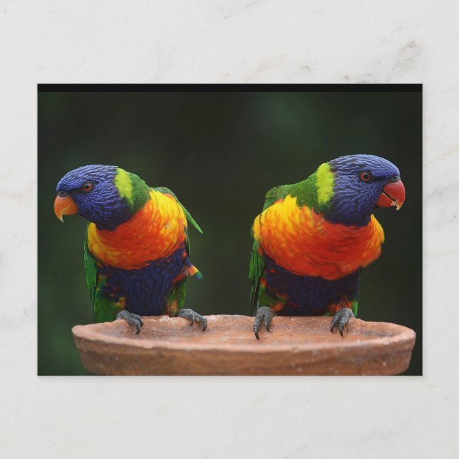 Rainbow Lorikeet Parrots Vykort (Framsida)