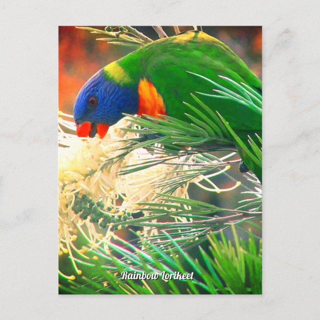 Rainbow Lorikeet Photo Postcard Vykort (Framsida)