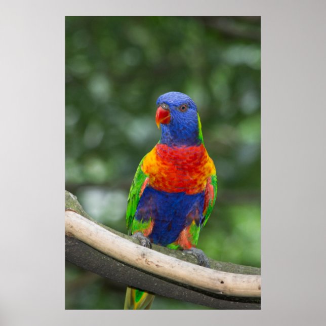Rainbow Lorikeet Porträtt Poster (Framsidan)