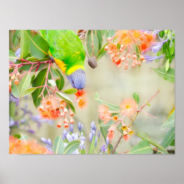 Rainbow Lorikeet Poster (Framsidan)