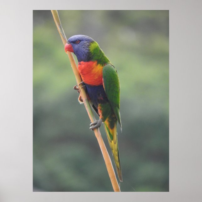 Rainbow Lorikeet Poster (Framsidan)