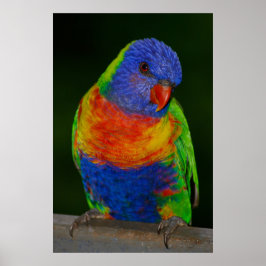 Rainbow lorikeet poster