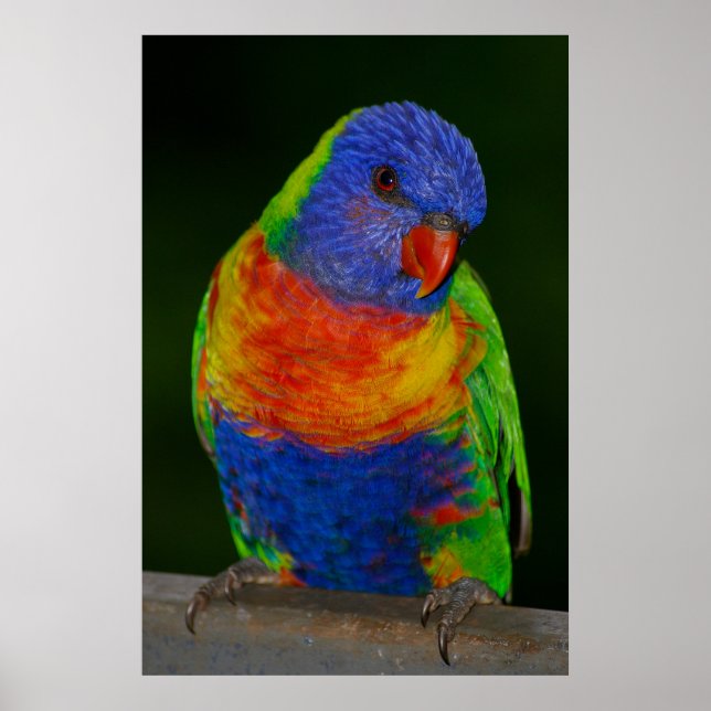Rainbow lorikeet poster (Framsidan)