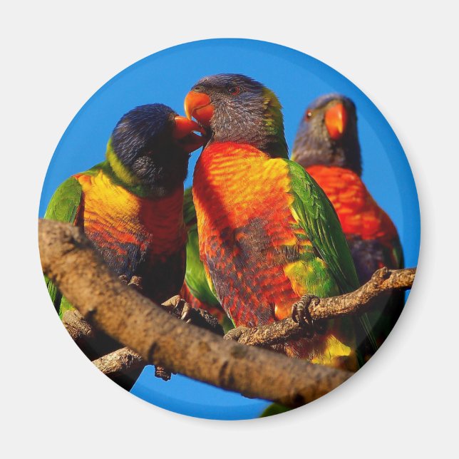 Rainbow Lorikeet round magnet (Framsidan)
