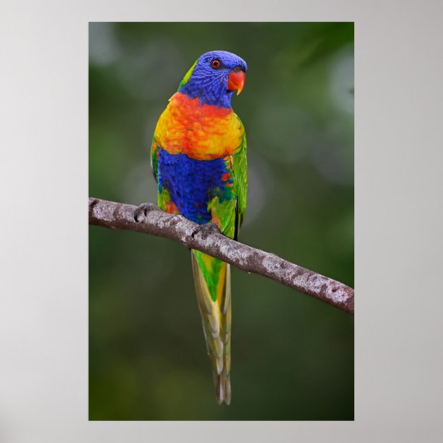 Rainbow Lorikeet Trichoglossus Haematodus Parrot Poster (Framsidan)