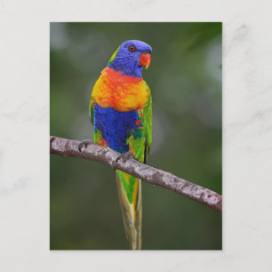Rainbow Lorikeet Trichoglossus Haematodus Parrot Vykort