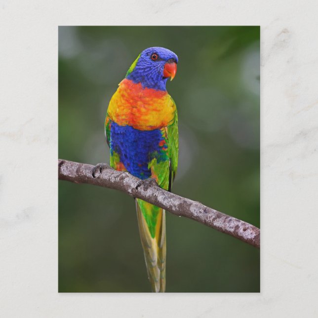 Rainbow Lorikeet Trichoglossus Haematodus Parrot Vykort (Framsida)