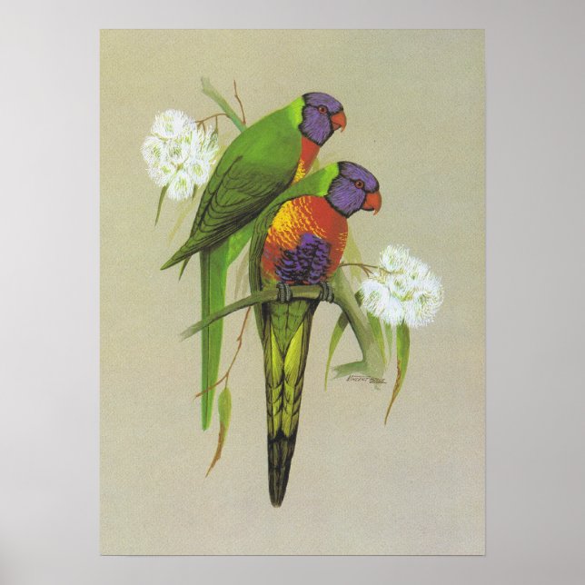 Rainbow Lorikeet - Trichoglossus haematodus Poster (Framsidan)