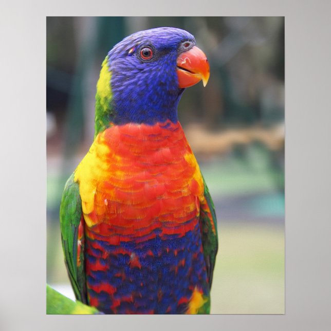 Rainbow Lorikeet (Trichoglossus hematodus 2) Poster (Framsidan)