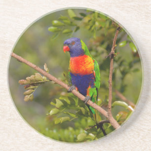 Rainbow lorikeet underlägg