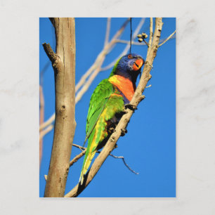 Rainbow Lorikeet Vykort