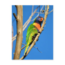 Rainbow Lorikeet