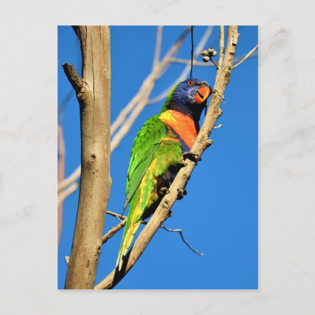 Rainbow Lorikeet Vykort (Framsida)