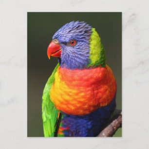 Rainbow Lorikeet Vykort