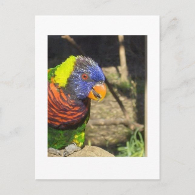 Rainbow Lorikeet Vykort (Framsida)