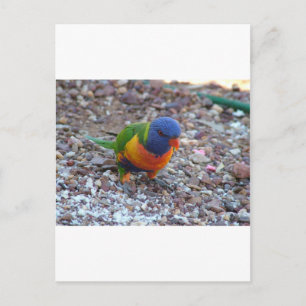 Rainbow Lorikeet Vykort