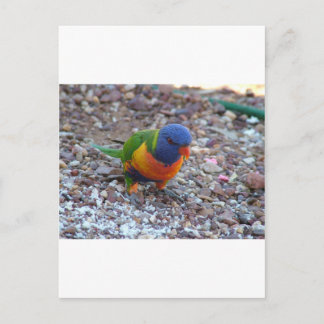 Rainbow Lorikeet Vykort