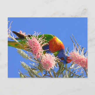 Rainbow Lorikeet Vykort