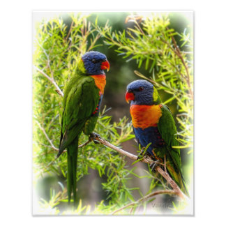Rainbow Lorikeets Fototryck