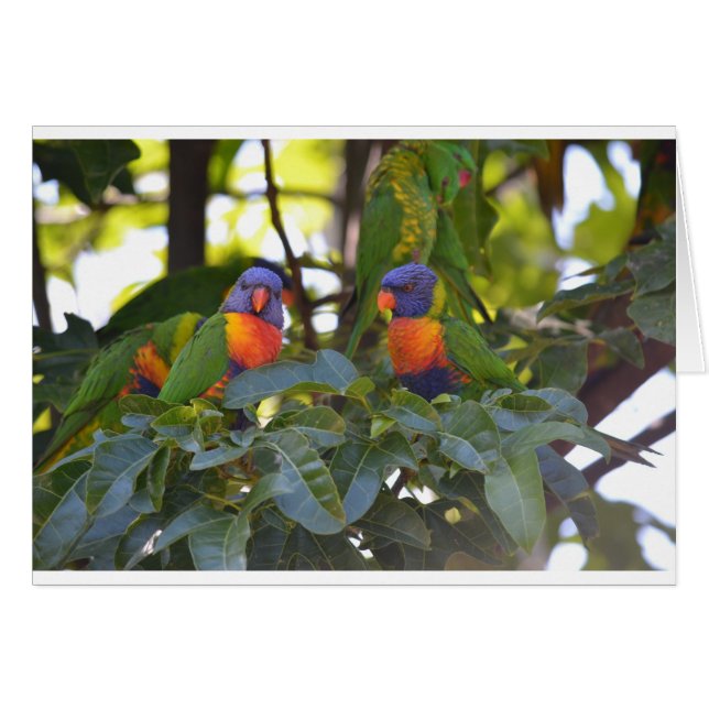 Rainbow Lorikeets Hälsningskort (Framsidan Horizontal)