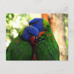Rainbow Lorikeets i Kärlek Photo Vykort