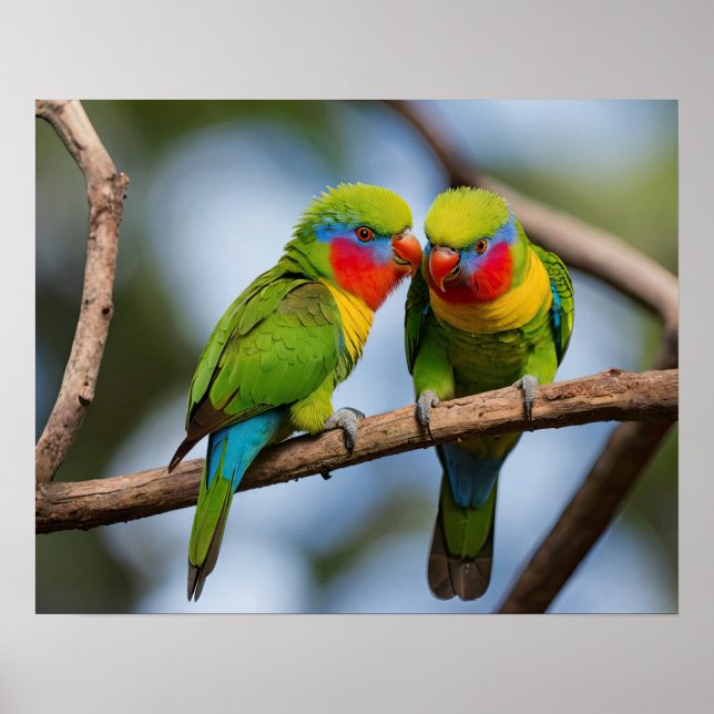 Rainbow Lorikeets Poster (Framsidan)