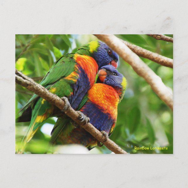Rainbow Lorikeets Vykort (Framsida)