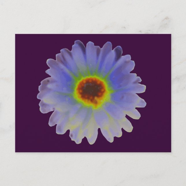 Rainbow Marigold Postcard Vykort (Framsida)