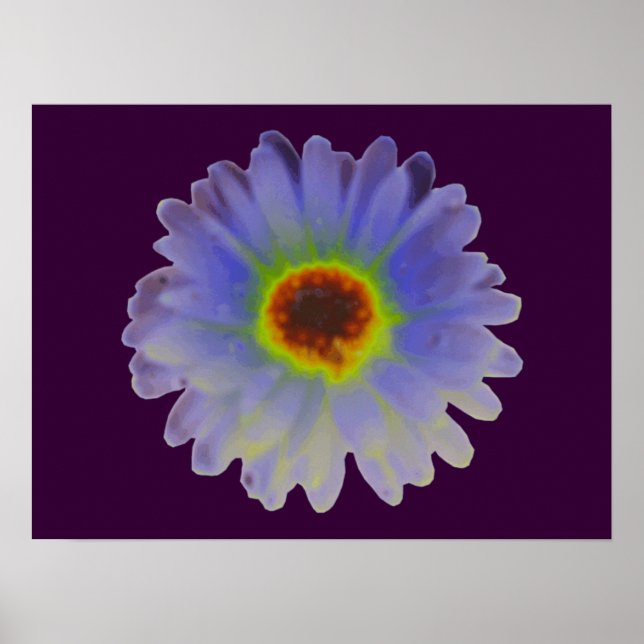 Rainbow Marigold Poster (Framsidan)