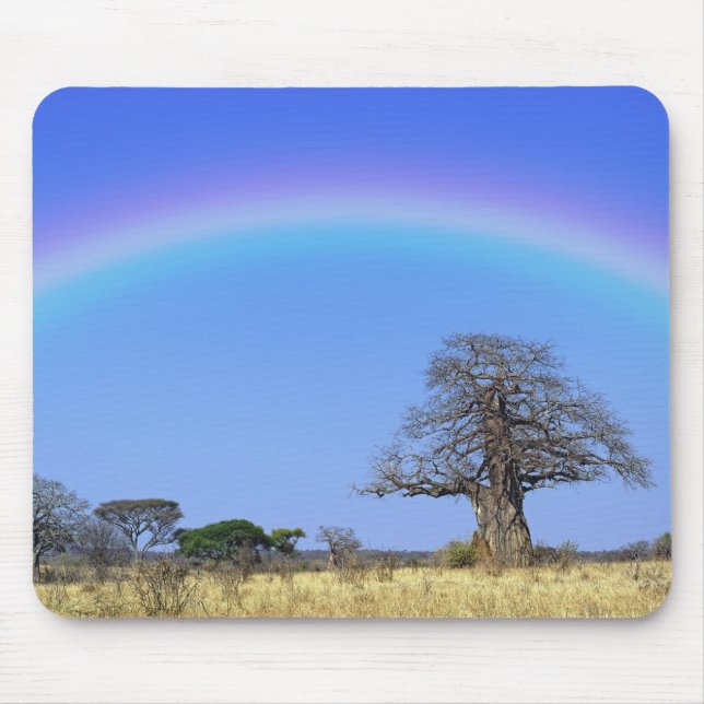 Rainbow och African baobab träd, Adansonia Musmatta (Framsidan)
